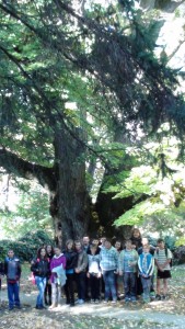 220 éves hársfa