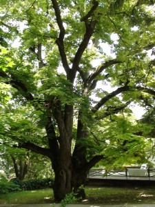 220 éves hársfa